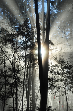 Inaugural WMed-Fetzer Institute Spirituality and Medicine Symposium