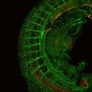 Mouse Embryo - Yoshimoto Lab